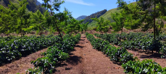 Organic Gayo Arabica