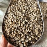 luwak 1.jpg