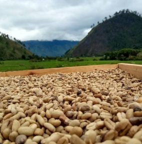 GAyo coffee