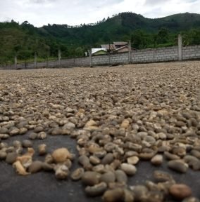 Gayo coffee