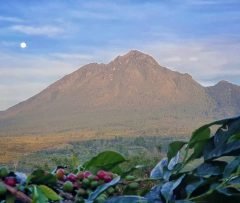 sumatra coffee