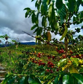 gayo coffee